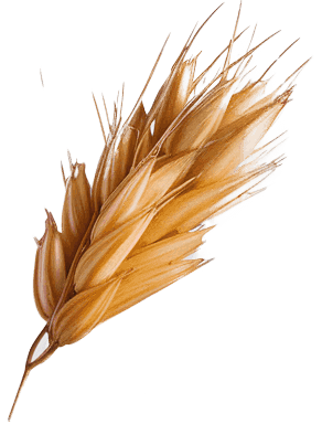 agrilop cebada 01