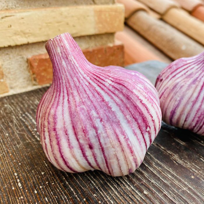 ajo morado 01