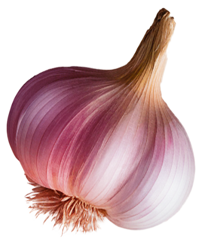 ajo morado 02