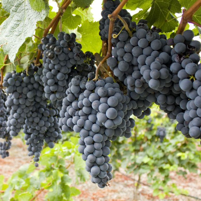 uva cabernet