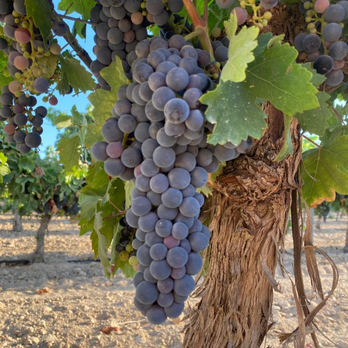 uva syrah 01