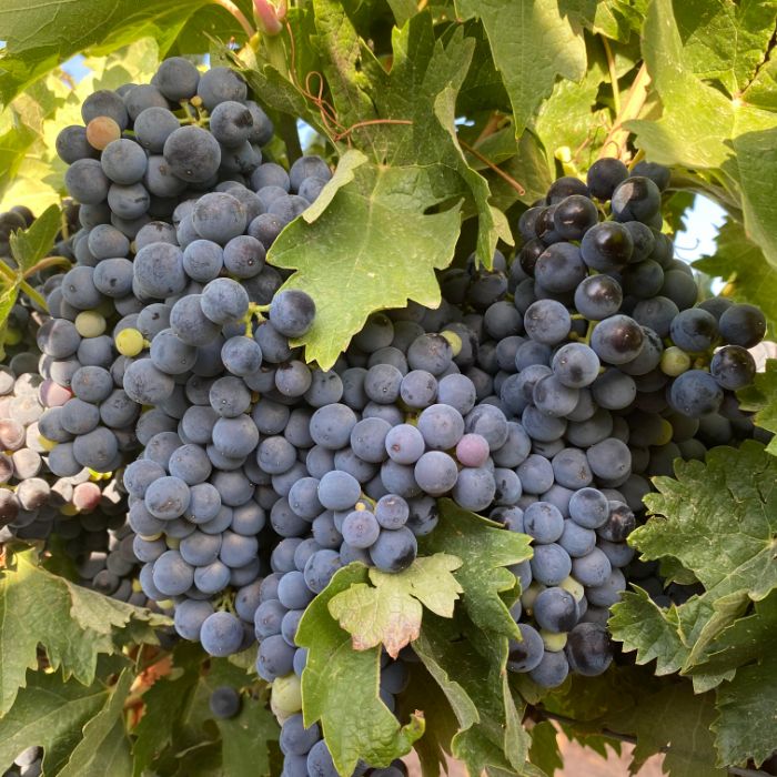 uva tempranillo 01