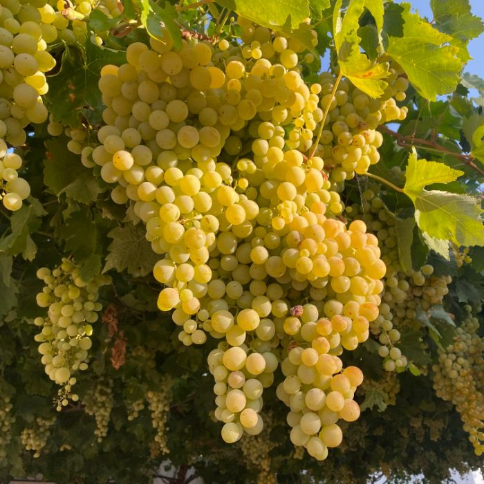 uva verdejo 01